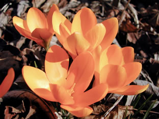 Crocus 250